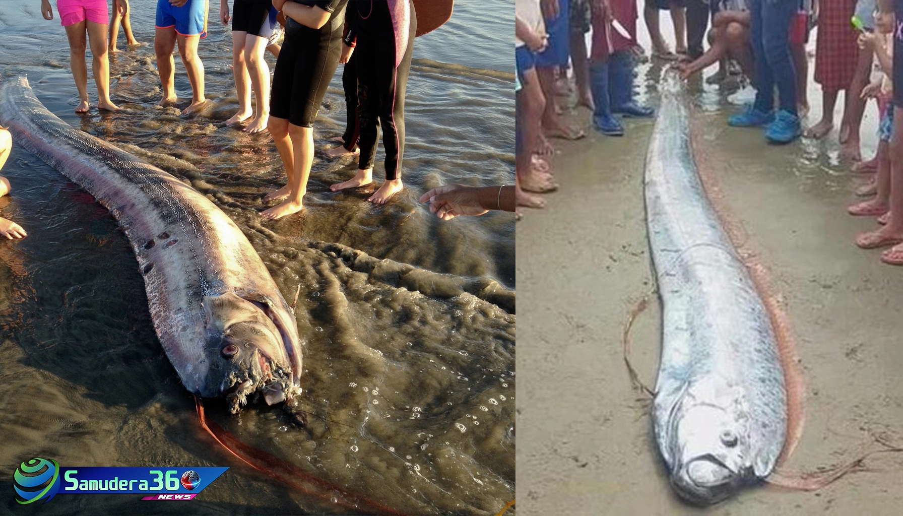 Penemuan Oarfish Terdampar di Spanyol